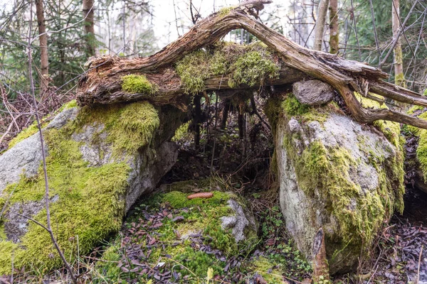 Esconderijo Para Crianças Uma Caverna Feita Pedras Raízes Árvores — Fotografia de Stock