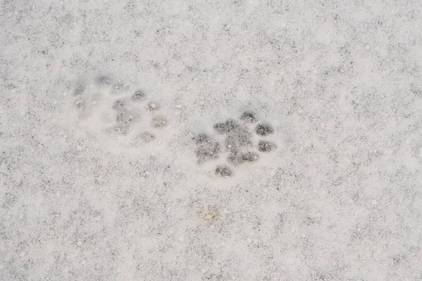 Tracce Cane Nella Neve Profilo Del Cane Attraverso Zampa Animale — Foto Stock
