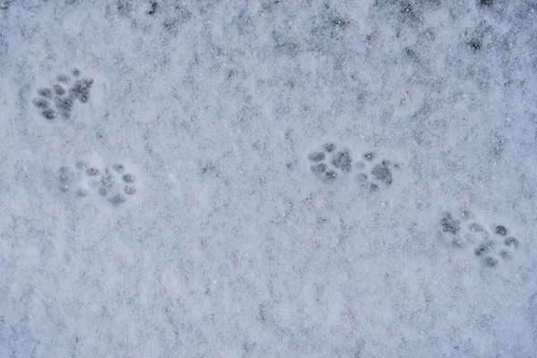 Профиль Следы Кошачьих Лап Снегу Лапы Животных Следы Снега — стоковое фото