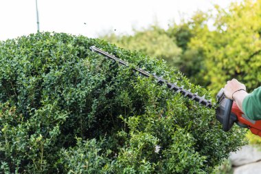 Landscape gardener with hedge trimmer at garden maintenance - box tree, close-up clipart