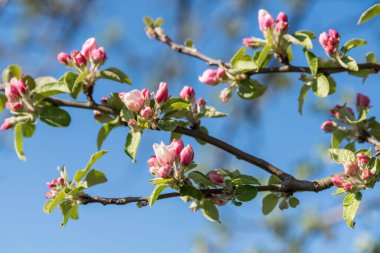 Bir elma ağacının tomurcukları ve çiçekleri - meyve ağacı ve mavi gökyüzü, detay