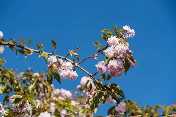 Цветущие Японские Вишни Весной Голубое Небо — стоковое фото