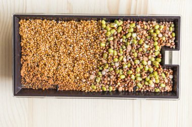 Tere ve lahanaların yetiştirilmesi - filizlenen mutfak bitkilerinin yakın çekimi