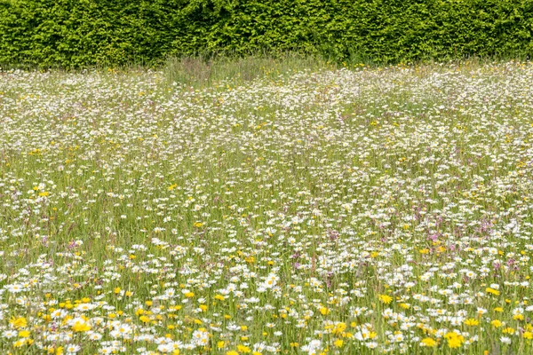 Insektennahrung Und Artenschutz Durch Eine Bunte Naturwildblumenwiese — Stockfoto