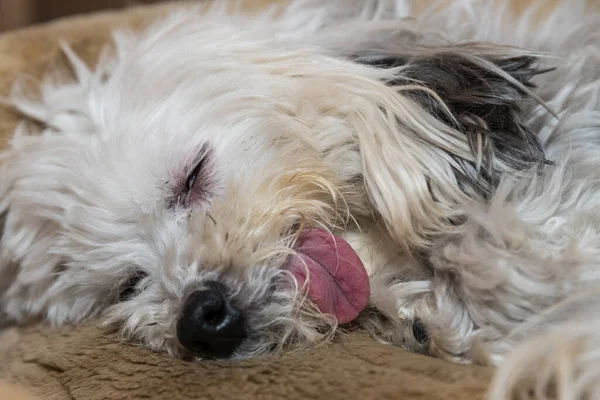 Weißer Hund Ist Hundemüde Und Zeigt Zunge Havanese — Stockfoto