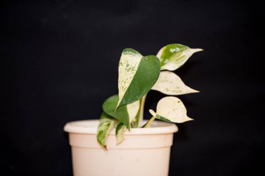 İki renk kalp yaprağıyla altın sarmaşık - ev bitkisi Goldvine