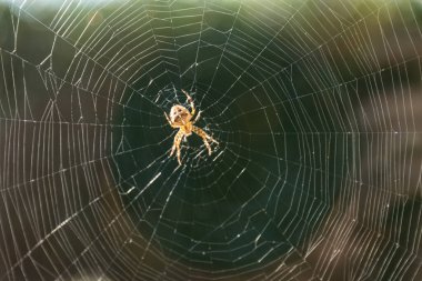 brightly lit spider web with garden spider - real orb weaver, arachnid clipart
