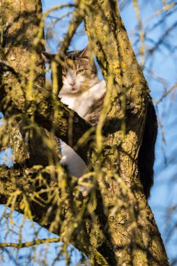 Evcil kedi güneşin altındaki ağaçta oturur - tekir kedi