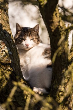 Kedi ağaçtaki sıcak güneşin tadını çıkarır - tekir kediyi yakın plan