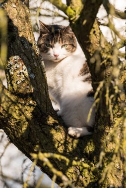 Evcil kedi ağaçta oturur ve etrafı gözler ve güneşlenir.