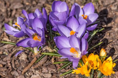 Arılı mor ve sarı timsahlar. Baharın ve soğanlı bitkilerin müjdecileri.