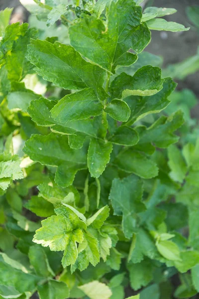 Φύλλα Από Φυτό Παστινάκη Χειμωνιάτικο Λαχανικό Και Ριζωματώδη Λαχανικά Πλούσια — Φωτογραφία Αρχείου