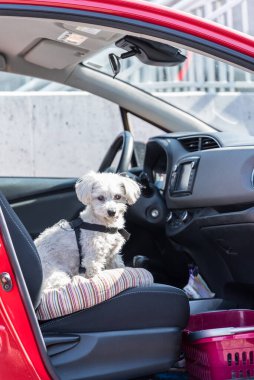 Köpek arabada yolcu koltuğuna oturur - köpek nakliyesi Havan