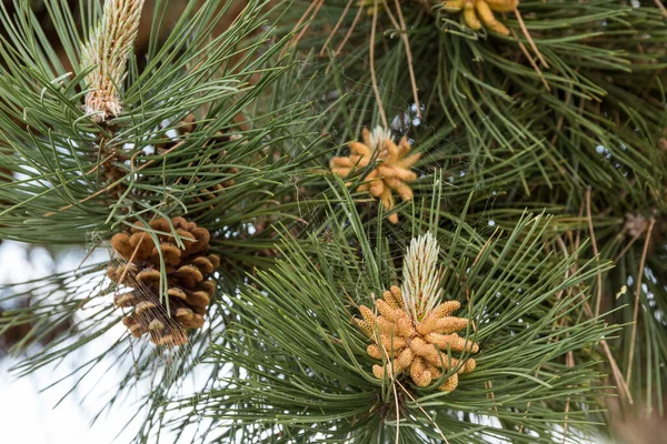 Pine Tree Seed Pod Inflorescence Pine Cone — Foto de Stock
