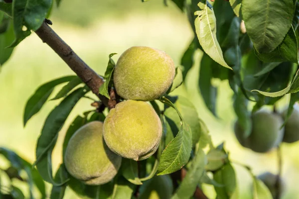 Unripe Peaches Tree Fruit Tree Stone Fruit Fruit Growing Fruits — Stockfoto