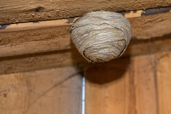 纸制蜂窝 蜂窝上挂着木制的天花板蜂窝 — 图库照片