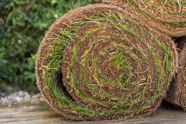 Çimenlik ve çimenlik - yeşil alan ve bahçe tasarımı