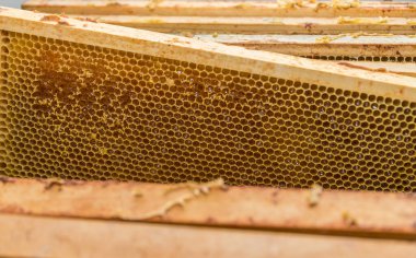 Arı kovanından bal peteği. Arı kovanı, ayrıntı.