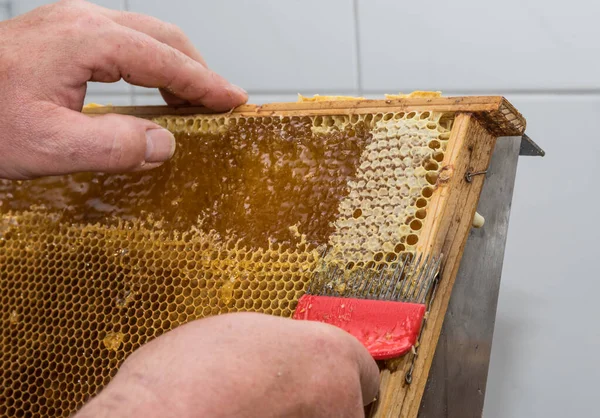 Arı yetiştiricisi bal peteğinden arta kalanları alıyor - arısal ayrıntı