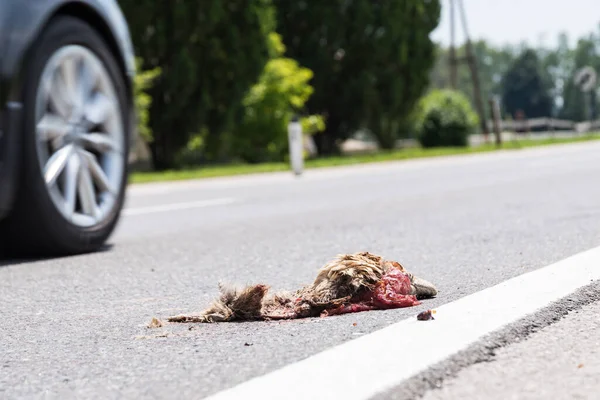 Wildlife accident - Wild animal was run over on the road, carcass