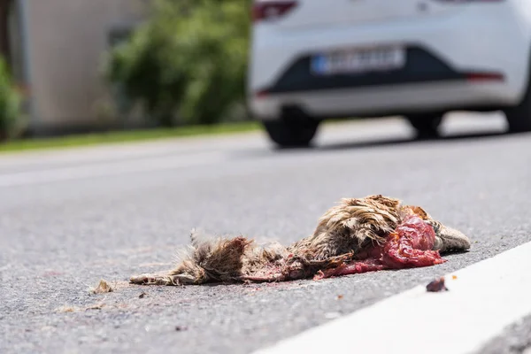 Wild animal run over on the road - carcasses and entrails in a wildlife accident