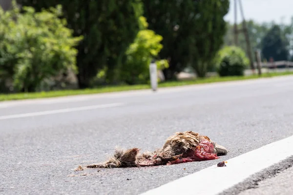 Carcasses of run over deer - deer accident, entrails of wild animal