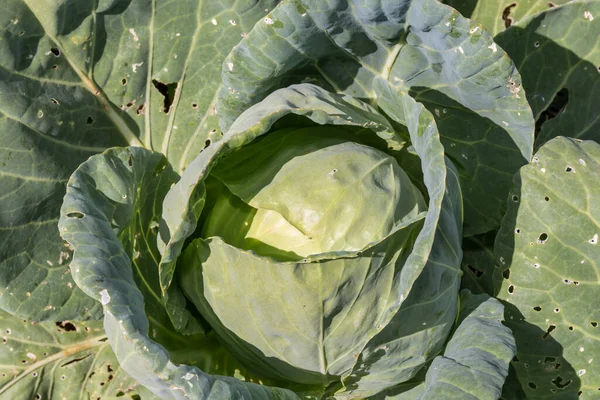 Head Cabbage Field Harvest Early Cabbage Organic Vegetables — Stockfoto