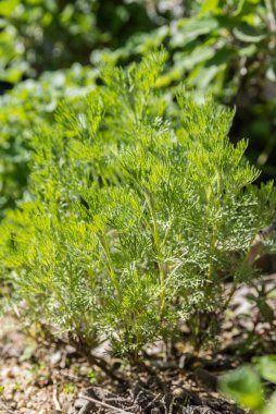 Fresh vegetable southernwood or organic cola bush - kitchen spice and medicinal plant