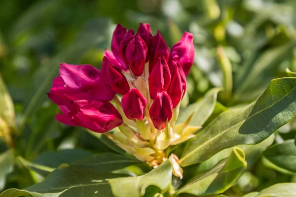 Red Flowering Alpenrose Ornamental Shrub Rhododendron Heather Family Close — Stock Photo, Image