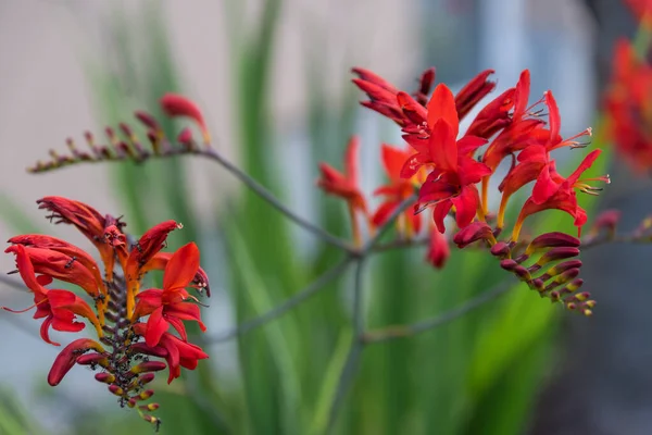 Red Flowering Garden Montbretia Bulbous Summer Flowering Iris Family — Stock Photo, Image