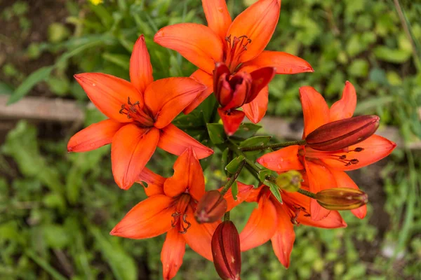 Bird Eye View Orange Flowering Lily Pistils Stamens — Stok fotoğraf