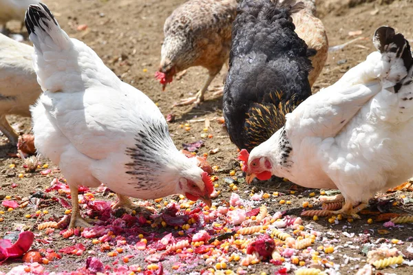 Chickens are fed - laying hens and free-range chickens, chicken feed