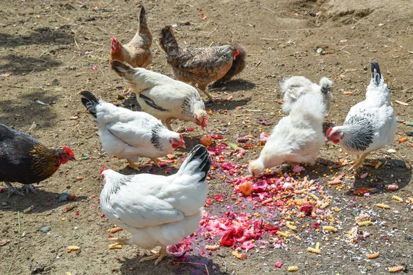 Laying hens and free-range chickens are fed - foraging, species-appropriate animal husbandry