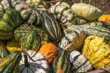 Farklı türde balkabakları, süs ve yenilebilir balkabakları.