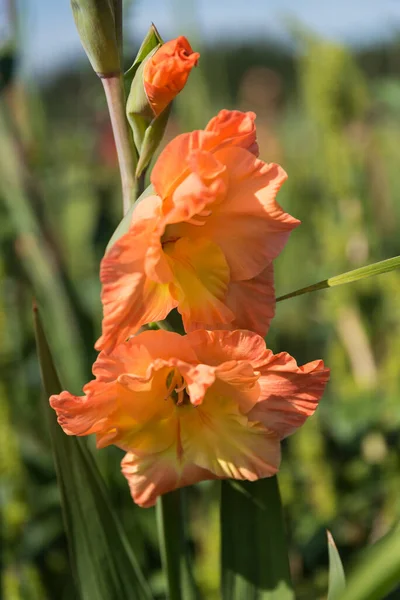 Close Orange Yellow Gladiolus Flowering Ornamental Plant — Stock Photo, Image