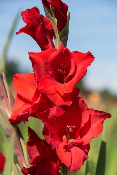 Single Red Gladiolus Large Ornamental Cut Flower Close — Stock Photo, Image