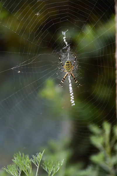 Hehkuva Ampiainen Hämähäkki Hämähäkinverkossa Selkärangattomat Seepra Hämähäkki — kuvapankkivalokuva