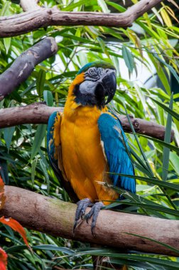 Tünekte oturan renkli papağan kuşu.