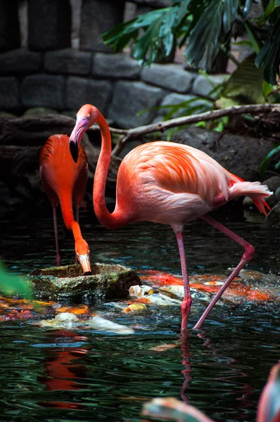 Zwei bunte Flamingos — Stockfoto