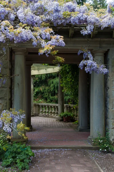 Beautiful Lilac Ancient Wisteria Growing on Roman Arch — Stock Photo, Image