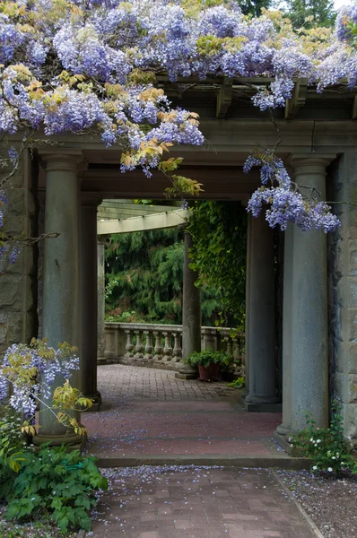 Πανέμορφο λιλά αρχαία wisteria αυξάνεται σε Ρωμαϊκή αψίδα — Φωτογραφία Αρχείου