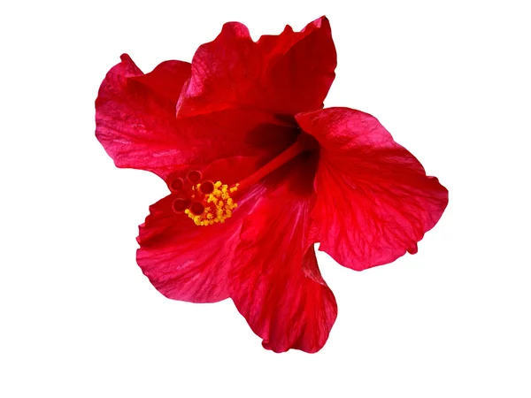 Red flower Royalty Free Stock Images