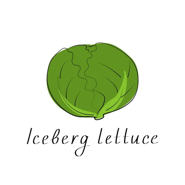 Iceberg laitue icône colorée. Objet isolé. Aliments végétaux biologiques. Illustration vectorielle — Image vectorielle
