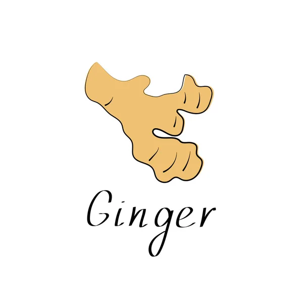 Ginger Sketch Vector Illustration Food Design Dalam Bahasa Inggris Ikon - Stok Vektor