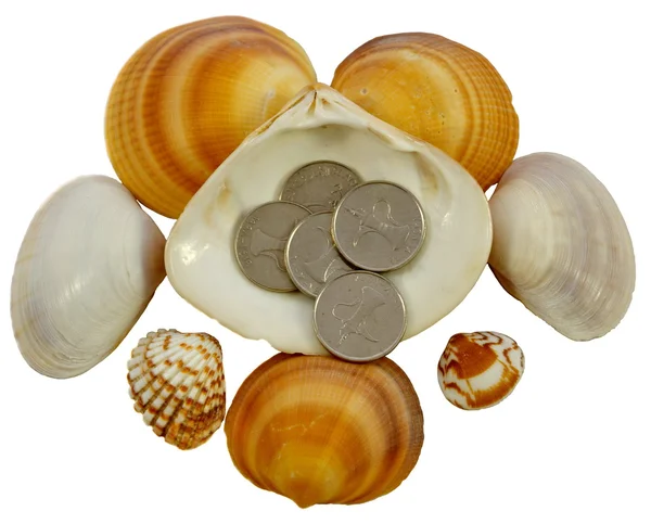 躺在白色背景上的海贝壳上的硬币 — 图库照片