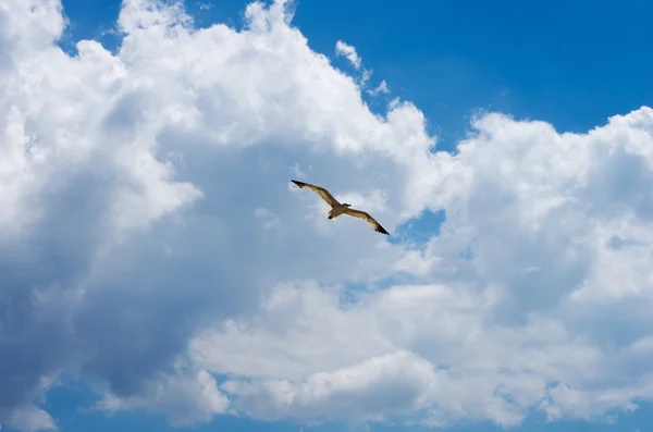 Kormoran fliegt am Himmel über dem Schwarzen Meer lizenzfreie Stockfotos