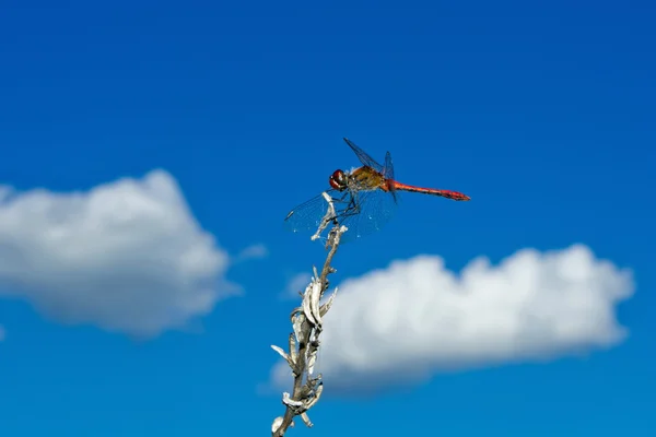 Dragonfly 