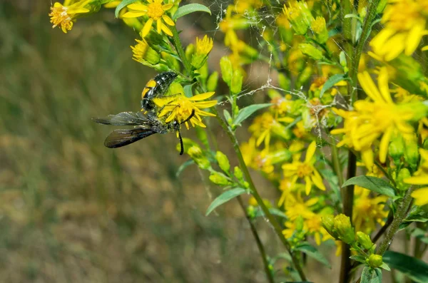 Geting i pollen äter nektar som sitter på en gul blomma — Stockfoto