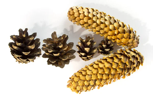 Composition des cônes d'épinette et de pin en forme de flèche sur le tissu blanc — Photo