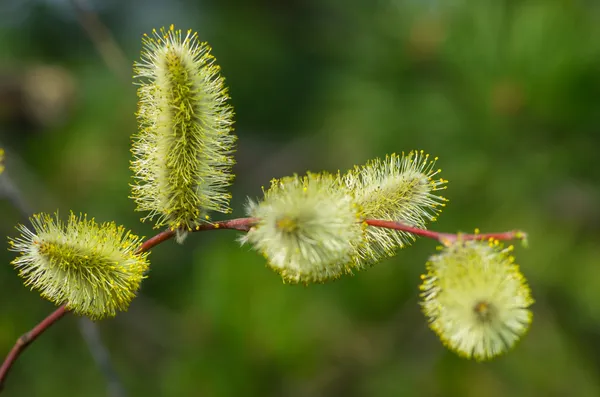 En kvist av willow med hanblommor Stockbild